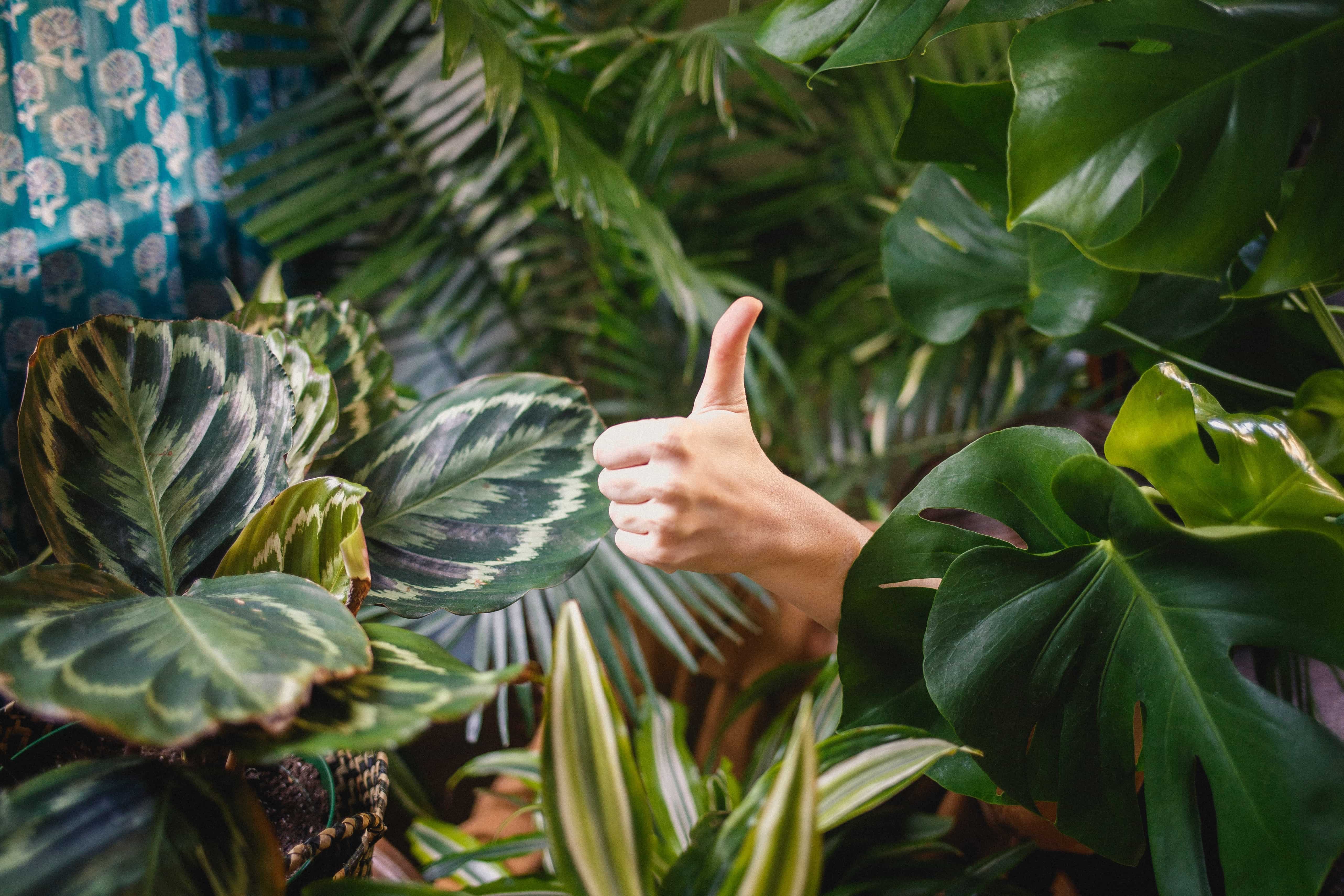 person giving thumbs up sign surrounded by house plants